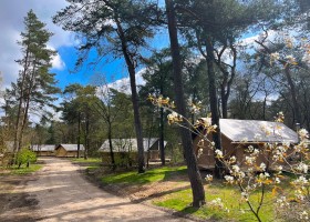 Camping Huttopia De Veluwe, Nederland safaritenten Camping Huttopia De Veluwe 30pluskids