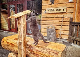 Haus Waldruhe in Mallnitz, Oostenrijk Waldstube Haus Waldruhe  30pluskids