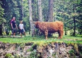 Haus Waldruhe in Mallnitz, Oostenrijk koe Haus Waldruhe  30pluskids