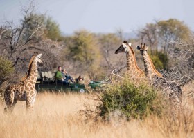 KidsReizen Zuid-Afrika Pilanesberg Mziki-Safari-Lodge KidsReizen - Explore Zuid-Afrika 30pluskids