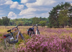 Camping Huttopia De Veluwe, Nederland heide Camping Huttopia De Veluwe 30pluskids