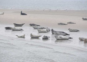 Dicht bij zee op Terschelling Waddeneilanden Friesland Nederland zeehonden Dicht bij zee Duinvilla De Reddingboot 30pluskids