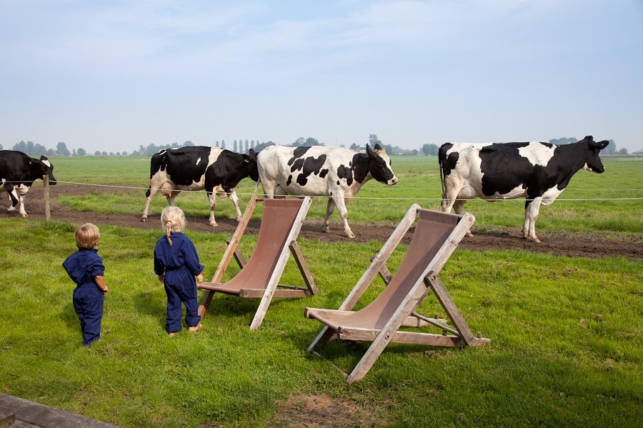 Kindjes in de wei bij de koeien
