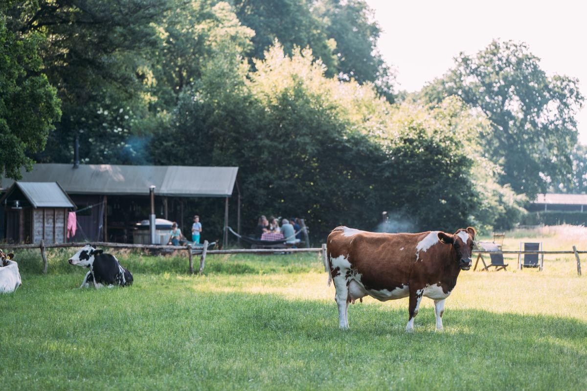 Met je kids logeren in een tenthuisje van BoerenBed tussen de koeien