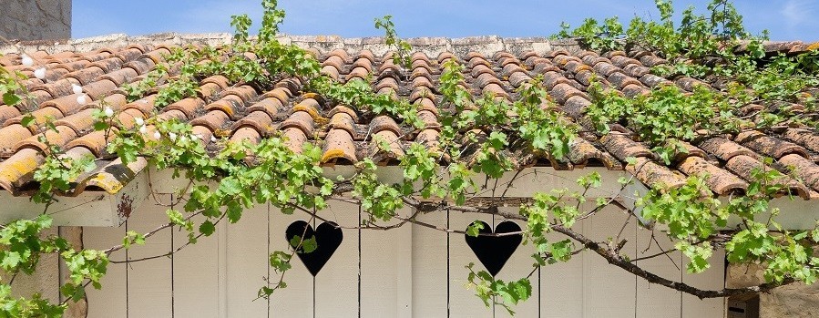 brockbernd fotografie la parenthese camping les ormes druivenrank 3 - 30pluskids