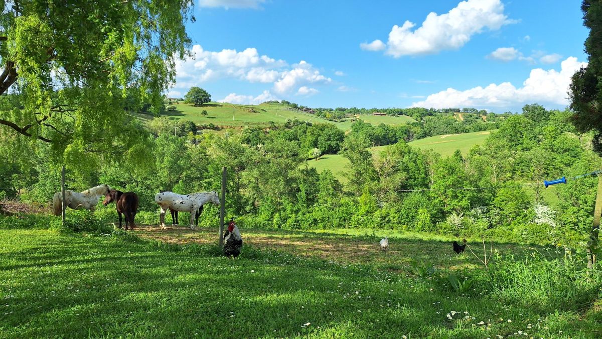 Domaine du cammazet in de ariege zuid frankrijk paarden en kipjes
