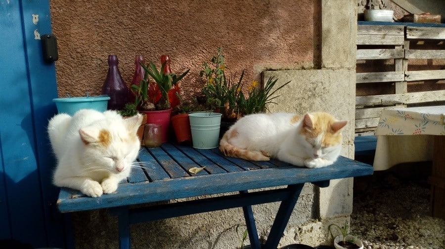 les escaliers de la combe in de lot frankrijk katten - 30pluskids