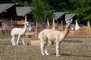 Alpaca's met safaritenten op de achtergrond bij Agriturismo Camping Sensazione