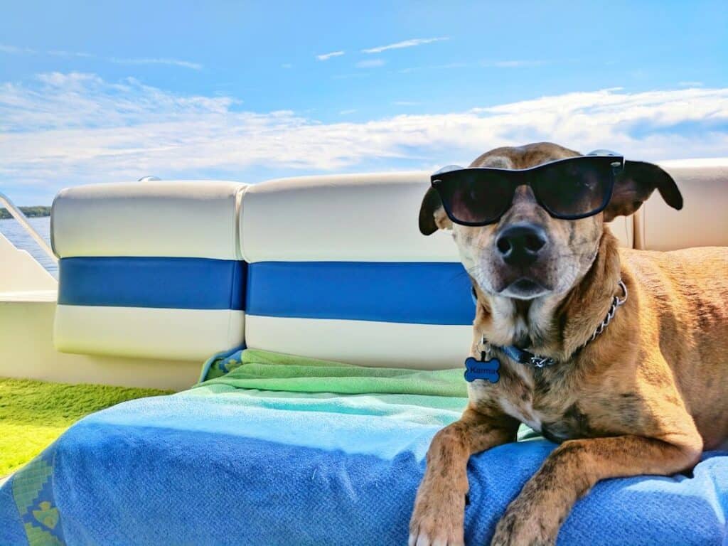 Op vakantie met de hond zo zorg je voor een relaxte reis zonder stress - 30pluskids