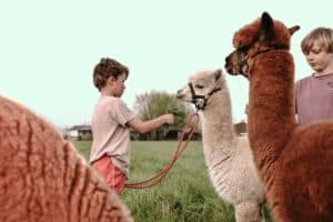 Kinderen met lama's bij BoerenBed Hoeve de Betuwe