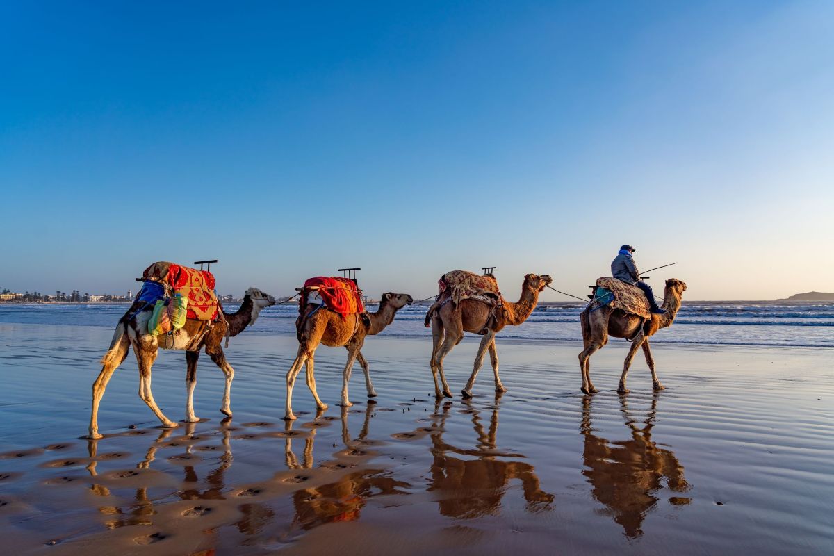 Van verre 8 dagen marokko kamelen essaouira